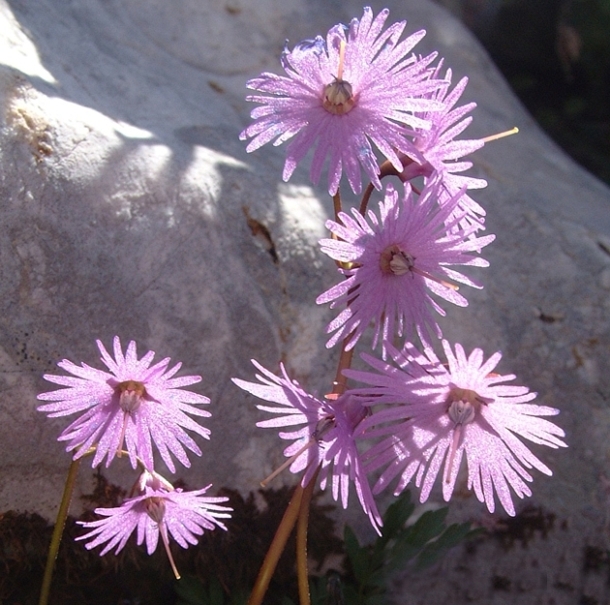 Soldanella alpina / Soldanella alpina